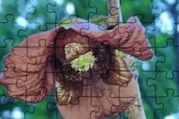 asiminier jigsaw puzzle