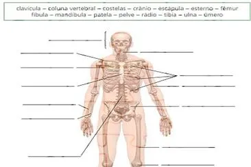 Esqueleto Humano