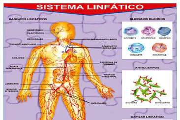 sistema linfÃ¡tico jigsaw puzzle