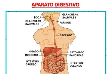 פאזל של sistema digestivo