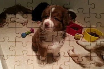 chien jigsaw puzzle