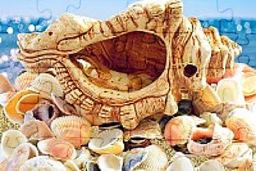 coquillage en mÃ©lange jigsaw puzzle