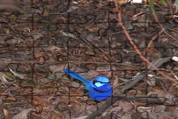 פאזל של blue wren