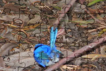 פאזל של blue wren