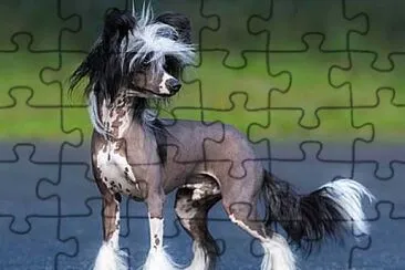 Cane nudo cinese jigsaw puzzle