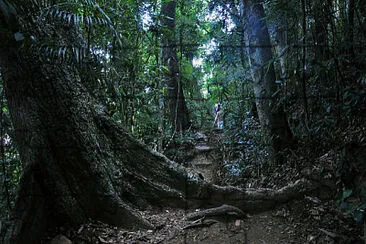 Floresta da Tijuca - Rio de Janeiro jigsaw puzzle