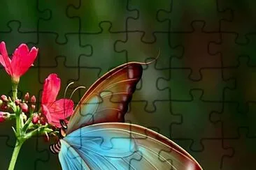 borboleta jigsaw puzzle