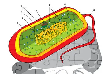 celula jigsaw puzzle