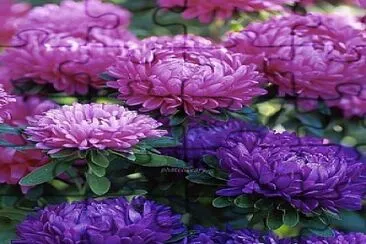 flores jigsaw puzzle