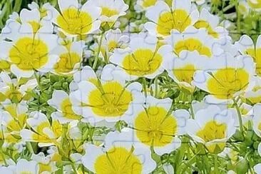 flower jigsaw puzzle