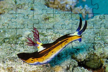 Nembrotha megalocera