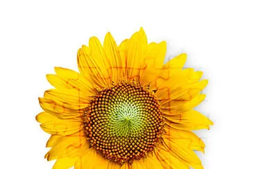 GIRASOL