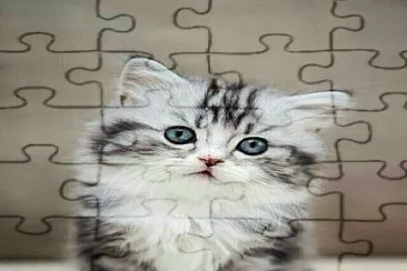 A cute little kitten jigsaw puzzle