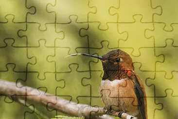 Hummer with tongue jigsaw puzzle