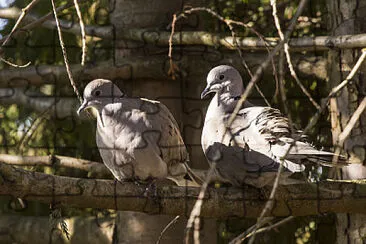 Doves jigsaw puzzle