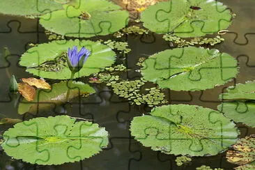 פאזל של Rio de Janeiro - Brasil