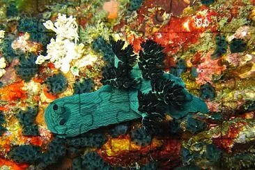 Nembrotha milleri