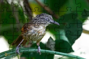 Macronus striaticeps jigsaw puzzle