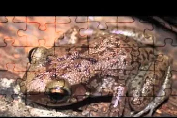 Mona coqui jigsaw puzzle