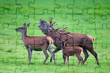 cerf biche et faon jigsaw puzzle