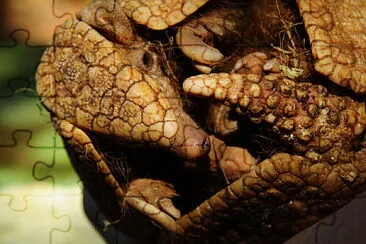 Tolypeutes - Armadillo - Tatu Bolita