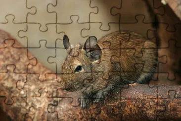 Degu jigsaw puzzle