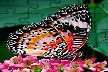 bella mariposa jigsaw puzzle