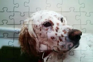 Yacko jigsaw puzzle