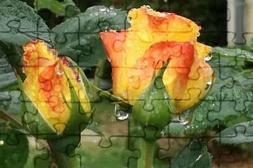 roses aprÃ¨s la pluie jigsaw puzzle