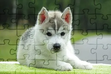 cane jigsaw puzzle