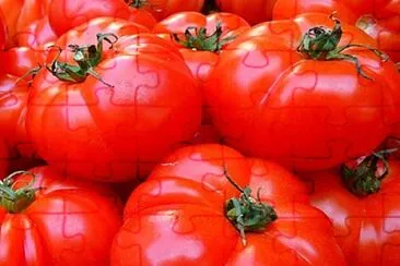 tomatoes