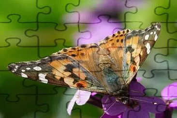 monarch jigsaw puzzle