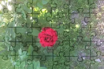 Rosa jigsaw puzzle