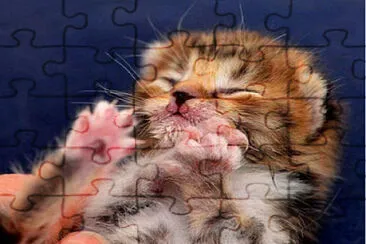 gattino jigsaw puzzle