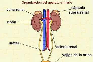 sistema excretor jigsaw puzzle