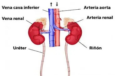 sistema excretor