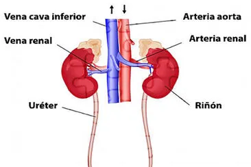 sistema excretor!