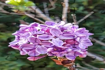 Lilas