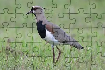 Aves del Llano jigsaw puzzle