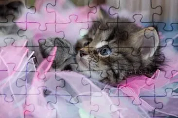 Voici un puzzle chat