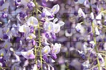 flowers jigsaw puzzle