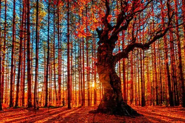 Forest light jigsaw puzzle