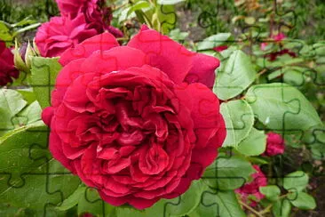 Rose rouge Ã  OLINDA (Australie)