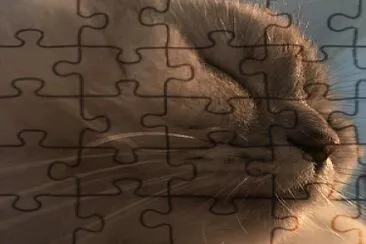 closeup of cat jigsaw puzzle