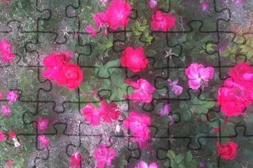 Rosal jigsaw puzzle