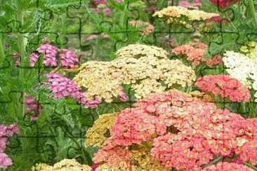 Achillea Crithmifolia jigsaw puzzle