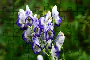 פאזל של Aconitum Variegatum