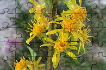 Agrimonia Eupatoria jigsaw puzzle