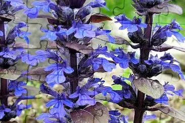 Ajuga Reptans