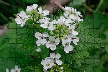 Alliaria Petiolata